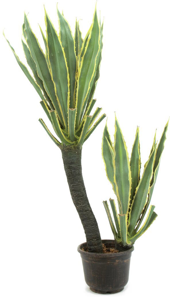 Europalms Orchideen-Kaktus, 160cm