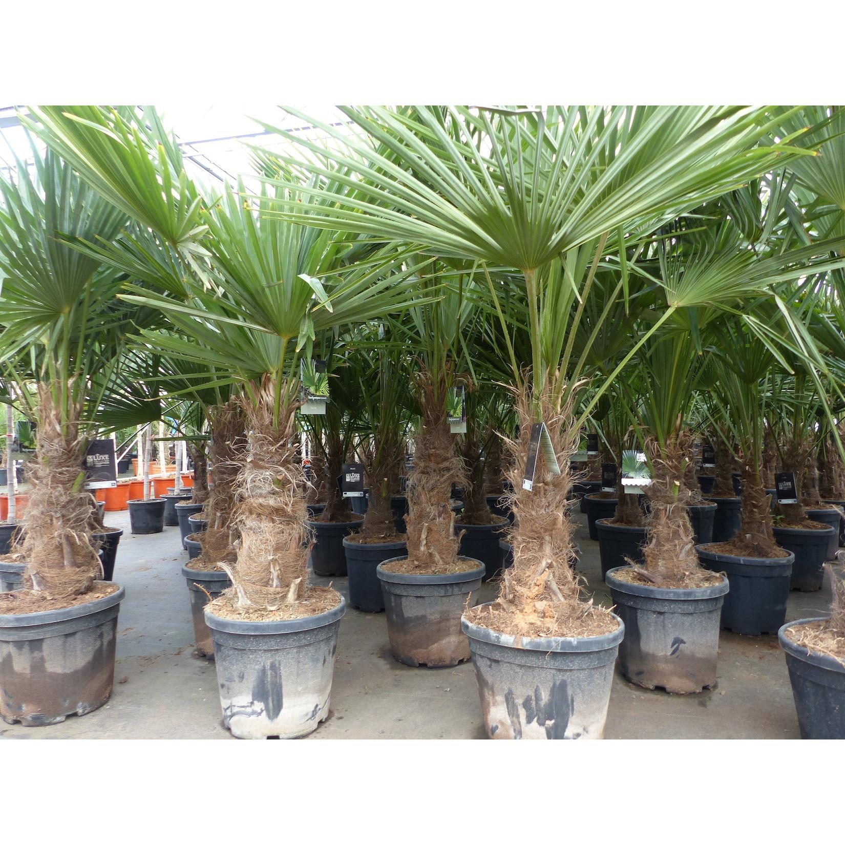 XL Stämme Palme winterhart 140-180 cm Trachycarpus fortunei, Hanfpalme, Top-Qualität