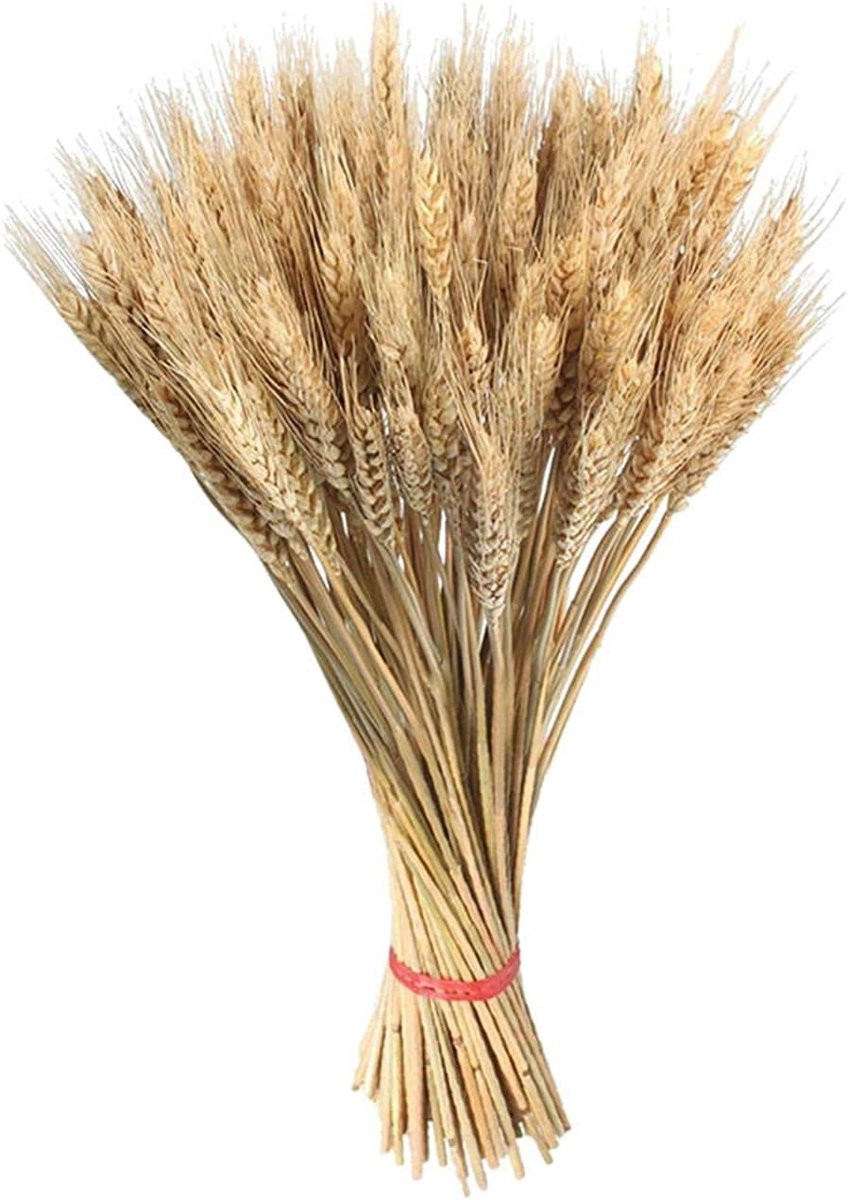 100 stuks Gedroogde Tarwe Bloemen - Natuurlijke Stengels voor Huisdecoratie - Veelkleurig