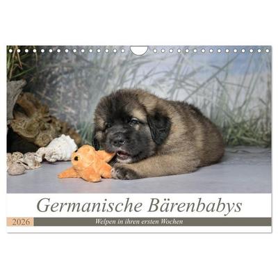 Germanische Bärenbabys (Wandkalender 2026 DIN A4 quer), CALVENDO Monatskalender