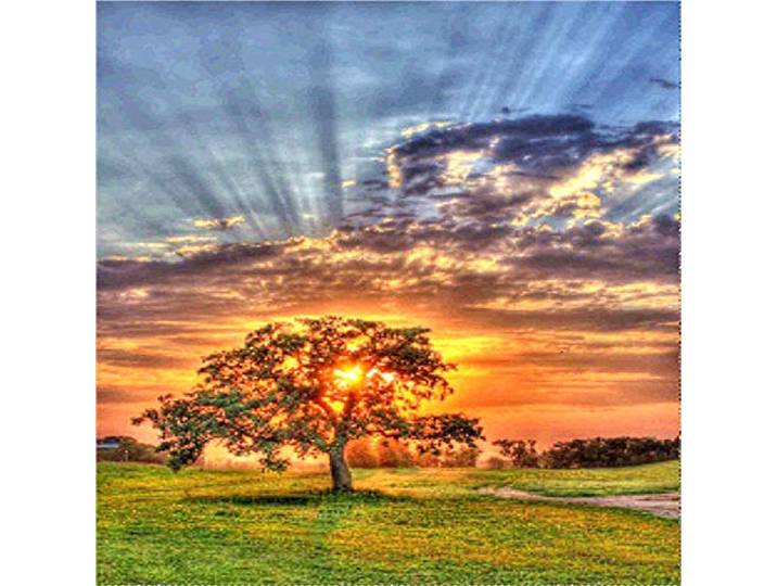 Yingxin34 Jigsaw Puzzle 3000 Teile, Baum und Sonnenuntergang 3000 Stück Puzzles für Erwachsene Kinder Freunde, Intellektuelles Gedankenspiel-48.03x31.88 Zoll (122 x 81cm)