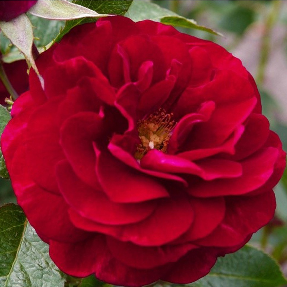 Kordes roos Rosa Bordeaux