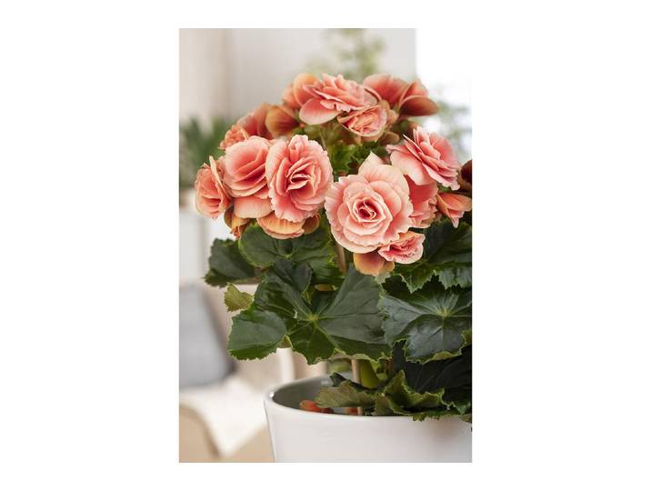 Home and More Begonie Decorum ' ⌀ 12 cm'