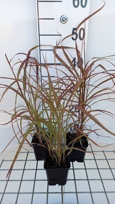 6 x Miscanthus sinensis Ghana Chinees riet in pot van 9 x 9 cm van GRDplanten
