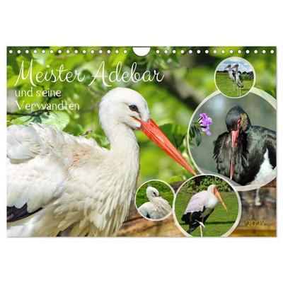 Meister Adebar und seine Verwandten (Wandkalender 2027 DIN A4 quer), CALVENDO Monatskalender