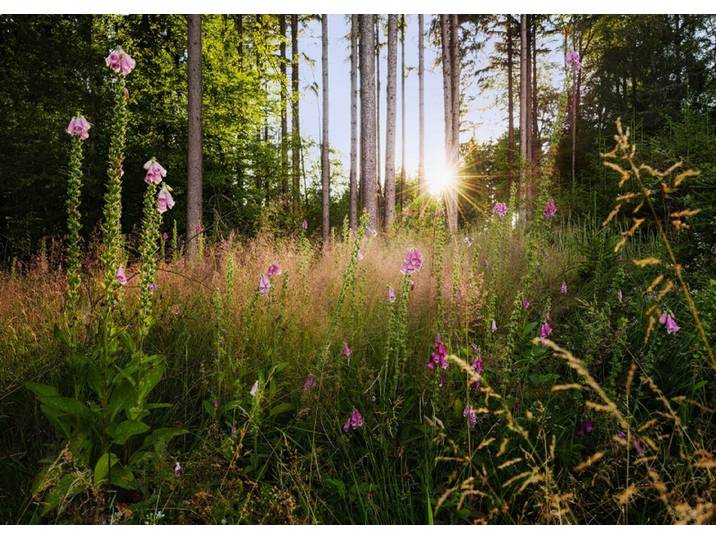 Komar Colours - Fotobehang Summer Glade - Behang - Inclusief Lijm - 350 x 250 CM.