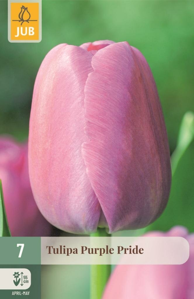 JUB Tulipa Purple Pride bloembollen, 7 stuks