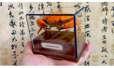 Uplift Picks Real Crab Specimen Display Taxidermy Marine Collectible Home Decor 26
