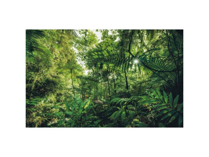 VLIESTAPETE SH041-VD4 INTO THE JUNGLE