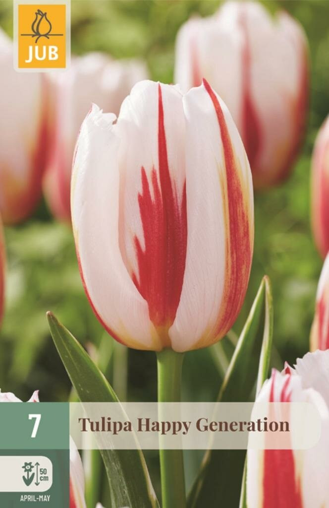 Tulpenbollen Triumph Happy Generation 7 stuks