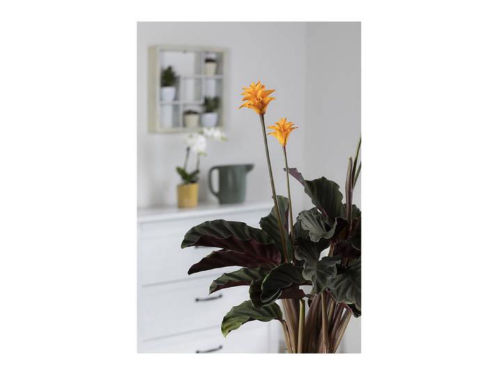 Qualité & Prix Korbmarante Calathea Crocata ⌀ 14 cm