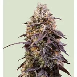 Royal Queen Seeds Sticky Queen 3 Samen - 3