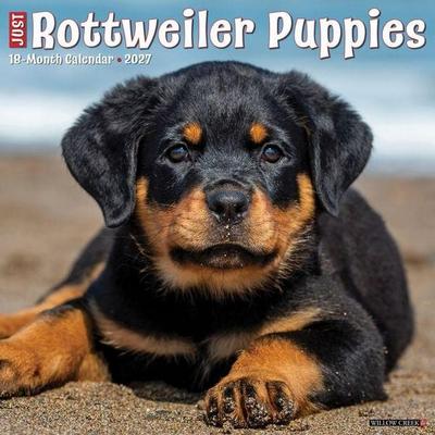 Rottweiler Puppies 2027 12 X 12 Wall Calendar