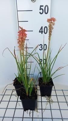 6 x Kniphofia hybr. Redhot Popsicle Fakkelbloem - Pot 9 x 9 cm - GRDplanten