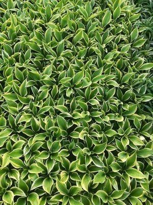 6 x Hosta hybride Liberty GRDplanten - Hosta - Pot van 9 x 9 cm