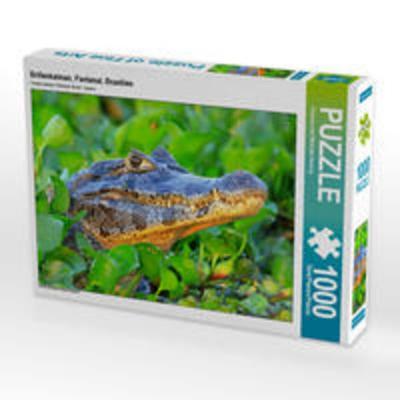 CALVENDO Puzzle Brillenkaiman, Pantanal, Brasilien | 1000 Teile Lege-Größe 64x48cm Foto-Puzzle für glückliche Stunden