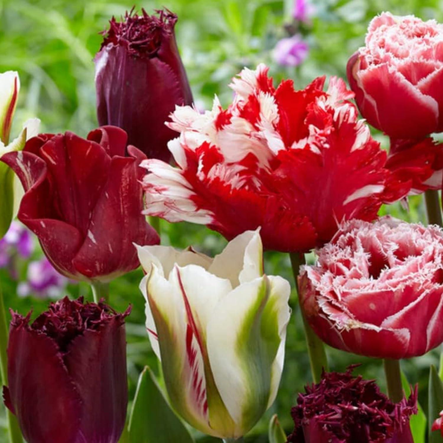 Magic Fireworks Winterharde Meerjarige Tulpenbollen - 20 stuks