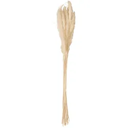 JOLIPA Pampasgras Halm Bündel, getrocknet, natur, 75cm
