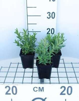 6 x Lythrum salicaria - Salicornia - Pot van 9 x 9 cm