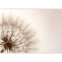 Artgeist, Tapete, Fototapete - Nature close-up - close-up motif of a blowfly flower in sepia (250 x 175 cm)