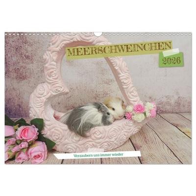 MEERSCHWEINCHEN verzaubern uns immer wieder (Wandkalender 2026 DIN A3 quer), CALVENDO Monatskalender