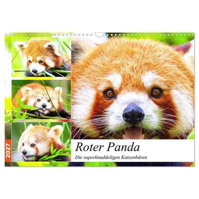 Roter Panda. Die superknuddeligen Katzenbären (Wandkalender 2027 DIN A3 quer), CALVENDO Monatskalender