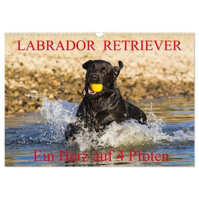 Labrador Retriever - ein Herz auf 4 Pfoten (Wandkalender 2027 DIN A3 quer), CALVENDO Monatskalender