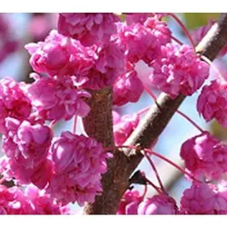 KEYZERS® Kanadischer Pink Pom Poms Rarität, Neuheit 1 Pflanze