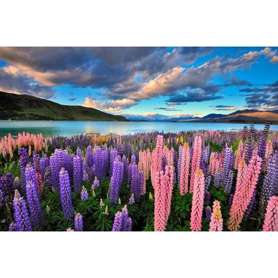 Fototapete PAPERMOON "See Tekapo Lupinen", bunt, B:4,5m L:2,8m, Vlies, Tapeten