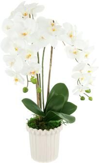 Creative Labs Orchid Arrangement in Fluted Vase
