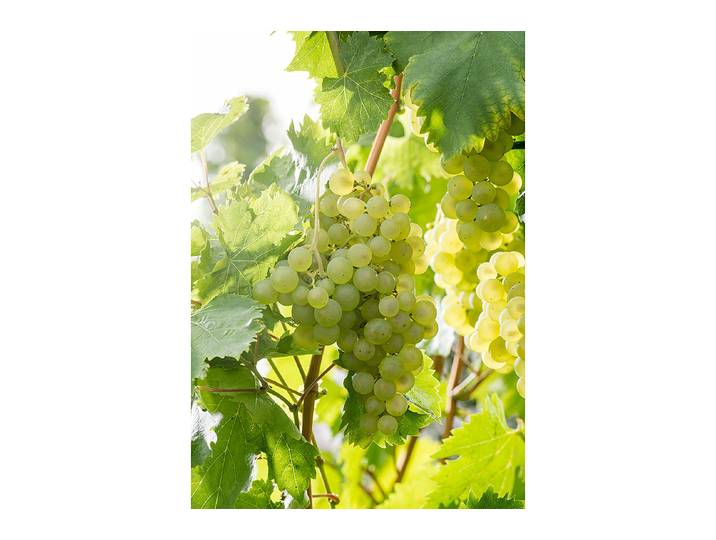Weinrebe Lakemont 60-100cm inklusive Topf