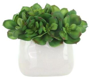 Creative Labs Succulent Arrangement in Ceramic Vase