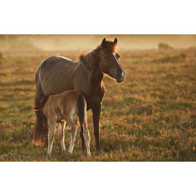 Fototapete PAPERMOON "PFERDE-NATUR LANDSCHAFT BAUERNHOF TIERE PFERD WANDBILD", bunt, B:5m L:2,8m, Vlies, Tapeten