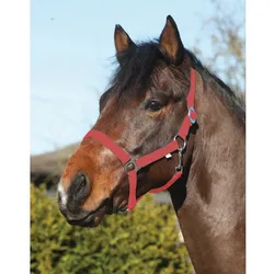 ELDORADO Pferde-Halfter Standard - rot - Pony