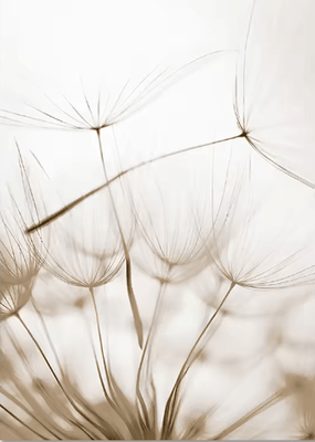 Inspire Picks Nordic White Shell Beach Dandelion Canvas Wall Art Minimalist Coastal Decor 1 40x50cm