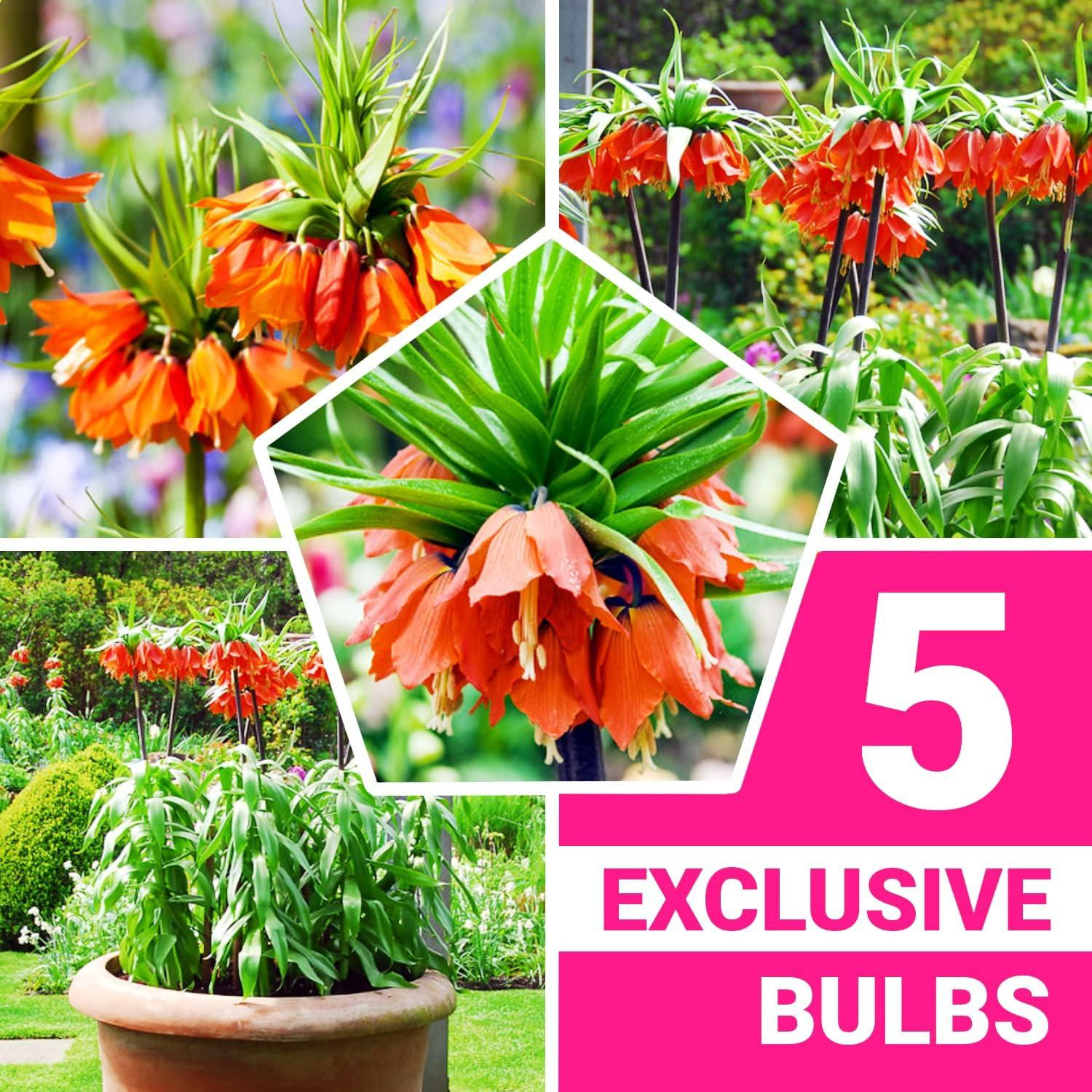 Kaiserkroonbollen Fritillaria Imperialis oranje - 5 stuks - Meerjarig