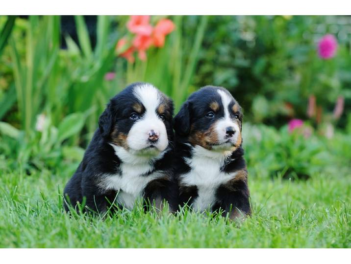 Papermoon Berner Sennenhunde