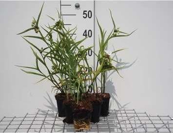 6x Tradescantia Innocence planten in pot van 9 x 9 cm van GRDplanten
