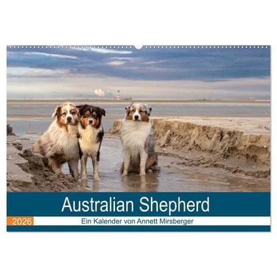 Australian Shepherd 2026 (Wandkalender 2026 DIN A2 quer), CALVENDO Monatskalender