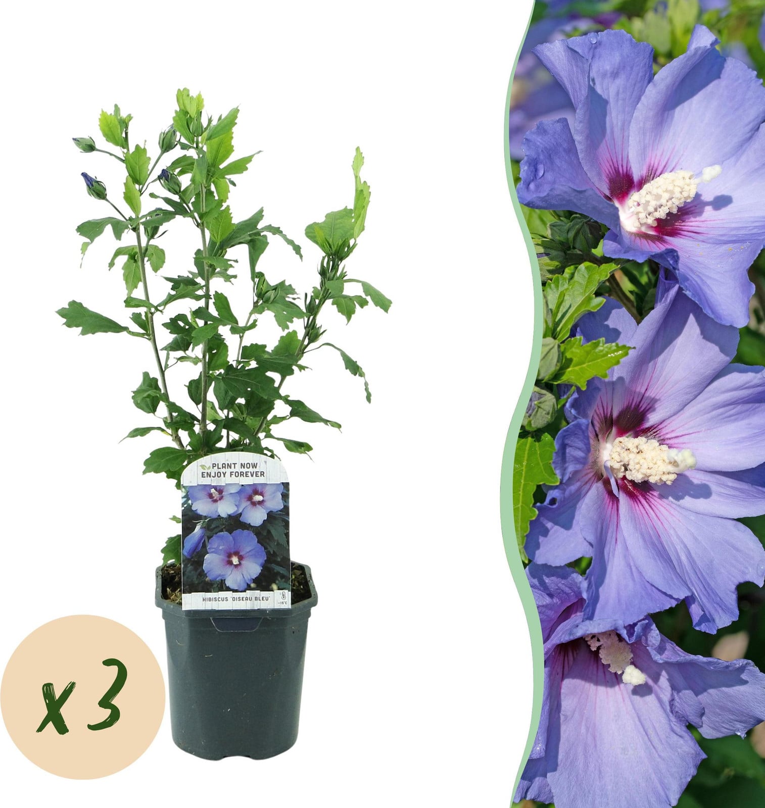 Pflanzenboutique Hibiscus syriacus Oiseau Blue - Winterharde blauwe tuinplant - 3 stuks - Hoogte: 35-45 cm, Diameter: 17 cm