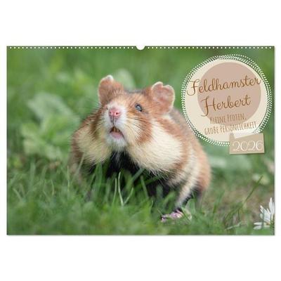 Feldhamster Herbert Kleine Pfoten, große Persönlichkeit (Wandkalender 2026 DIN A2 quer), CALVENDO Monatskalender