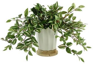 Creative Labs Wandering Jew Arranged in Ceramic Vase - Green