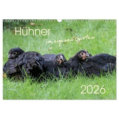 Hühner im eigenen Garten (Wandkalender 2026 DIN A3 quer), CALVENDO Monatskalender