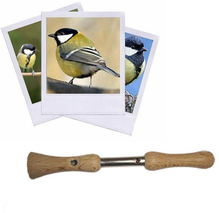 Hélen Baud Appeau Mésange Charbonnière