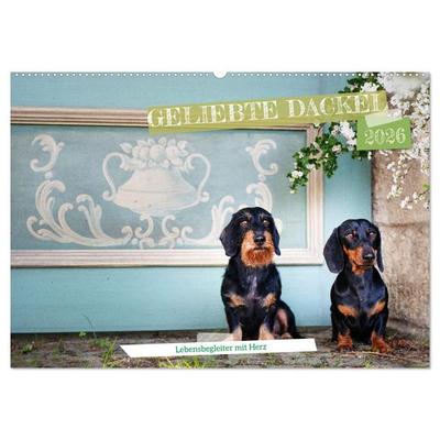 Geliebte Dackel (Wandkalender 2026 DIN A2 quer), CALVENDO Monatskalender