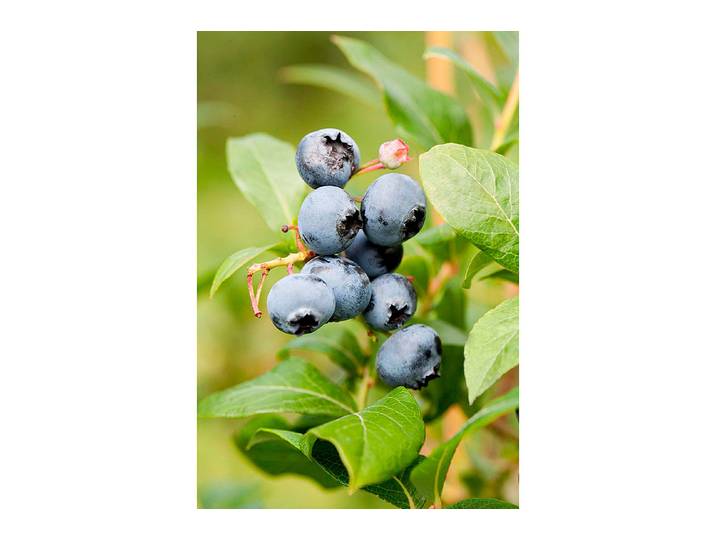 Heidelbeere Vaccinium corymbosum Goldtraube ' Topf ⌀ 22 cm'