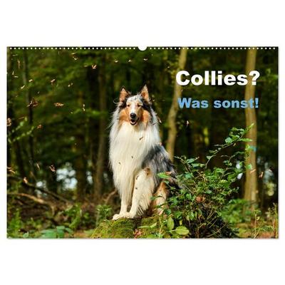 Collies? Was sonst! (Wandkalender 2026 DIN A2 quer), CALVENDO Monatskalender
