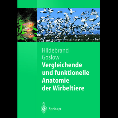 Vergleichende und funktionelle Anatomie der Wirbeltiere, Taschenbuch von Milton Hildebrand,George Goslow, Springer Berlin, 978-3-642-62375-2