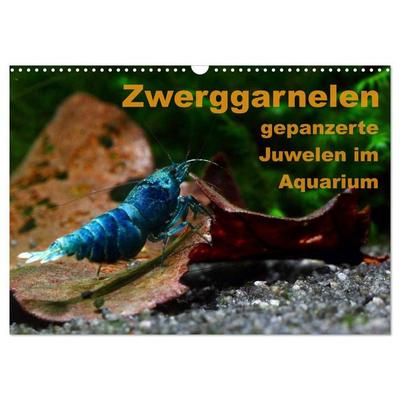 Zwerggarnelen - gepanzerte Juwelen im Aquarium (Wandkalender 2027 DIN A3 quer), CALVENDO Monatskalender