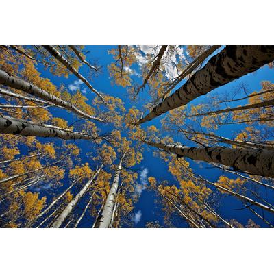 Fototapete PAPERMOON "Photo-Art VERDON, ASPEN'S FALL", bunt, B:4m L:2,6m, Vlies, Tapeten